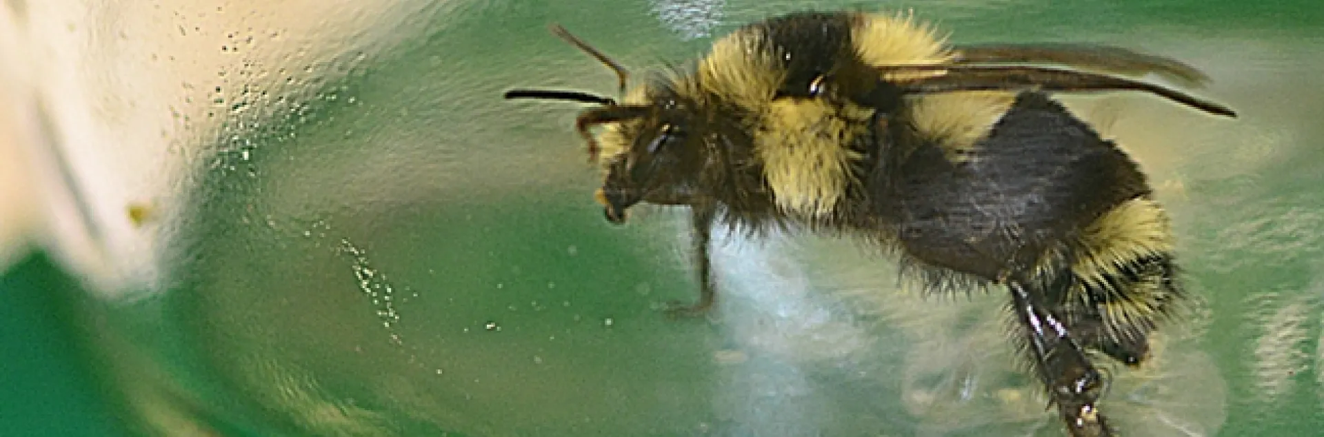 The "porch light" bumble bee. (Photo by Kathy Keatley Garvey)