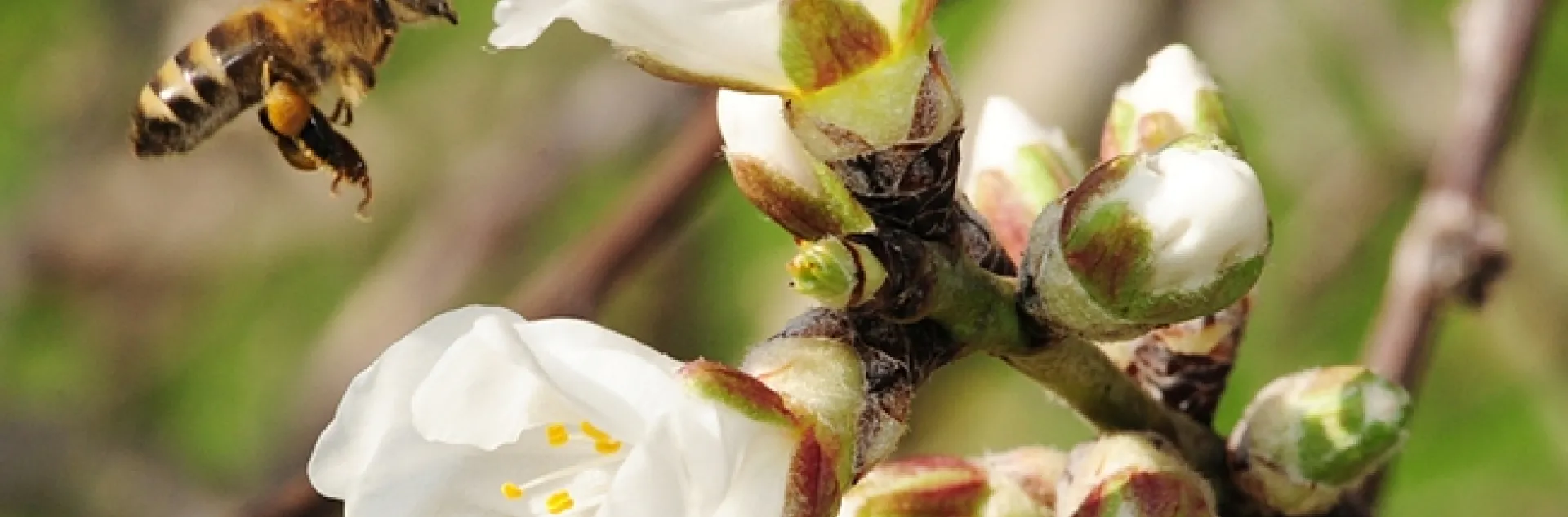 A honey bee heading toward an almond blossom. The honey bee is one of the candidates for Insect News Network's Bug of the Year. (Photo by Kathy Keatley Garvey)