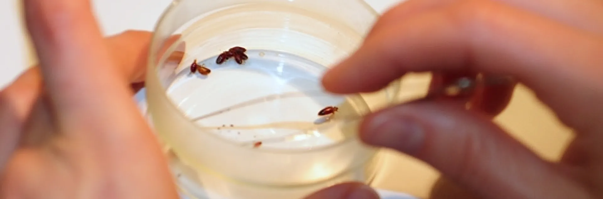 Forceps held by Danielle Wishon zero in on a bed bug to be fed. (Photo by Kathy Keatley Garvey)