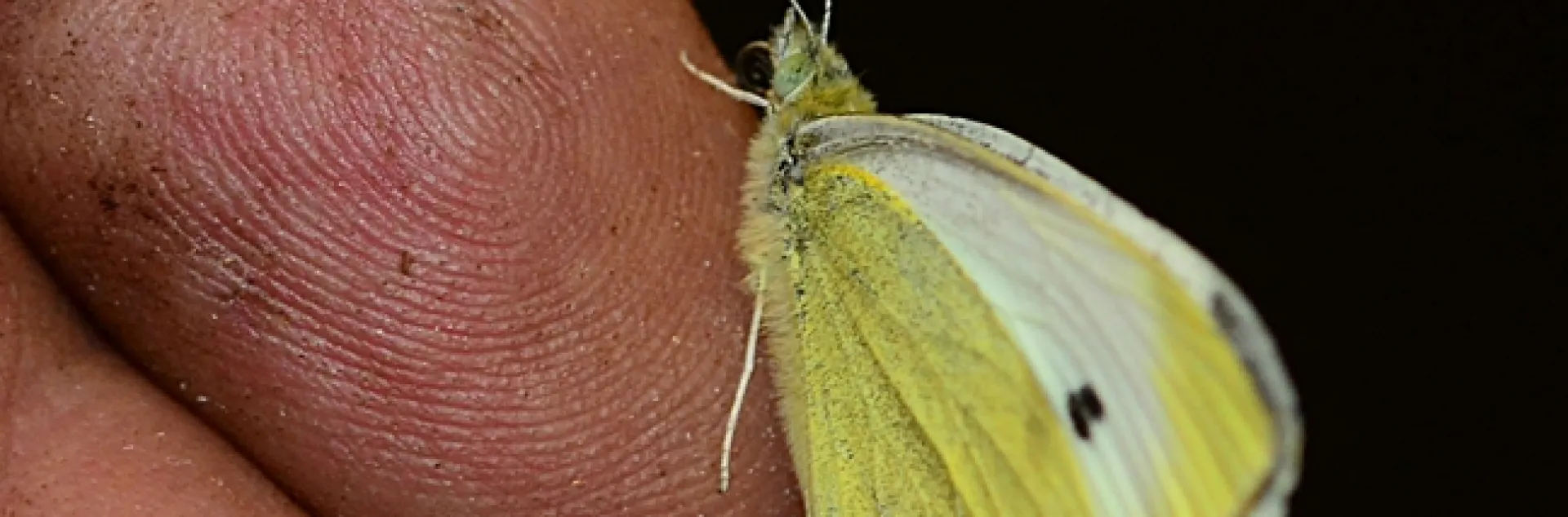 Suds for a bug...this is the cabbage white butterfly that Art Shapiro caught Jan. 14. (Photo by Kathy Keatley Garvey)