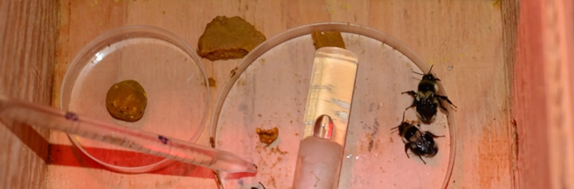 The three queen bumble bees (Bombus melanopygus). (Photo by Kathy Keatley Garvey)