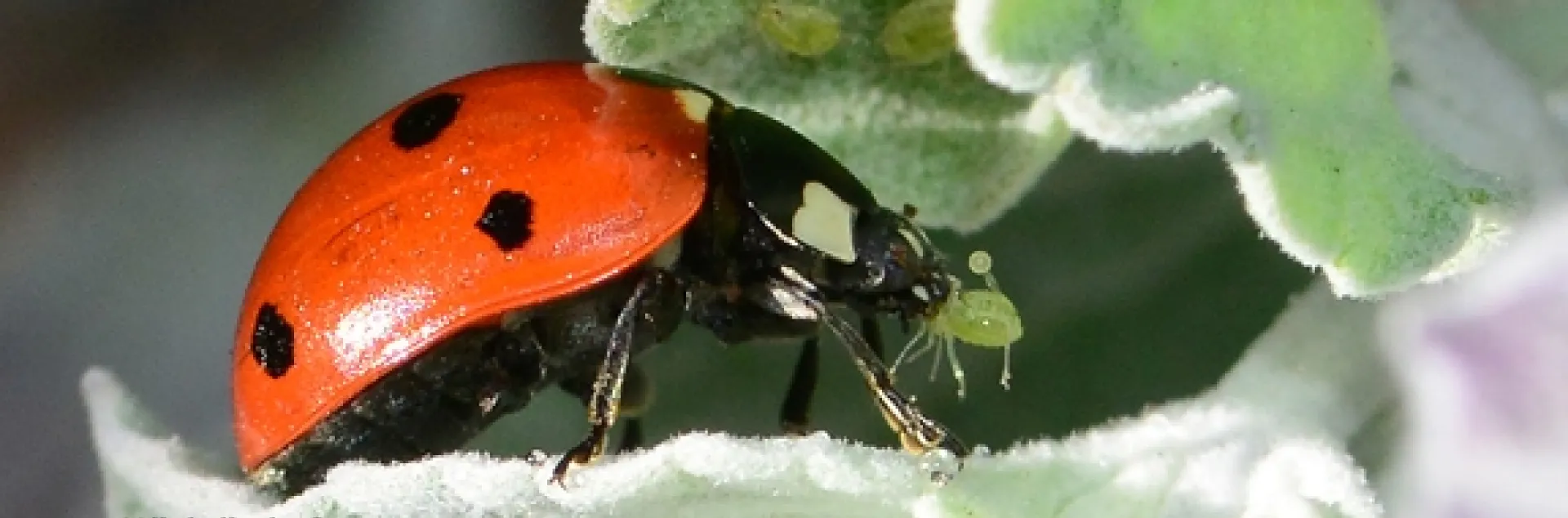 Lady beetle, aka ladybug, devouring an aphid. (Photo by Kathy Keatley Garvey)