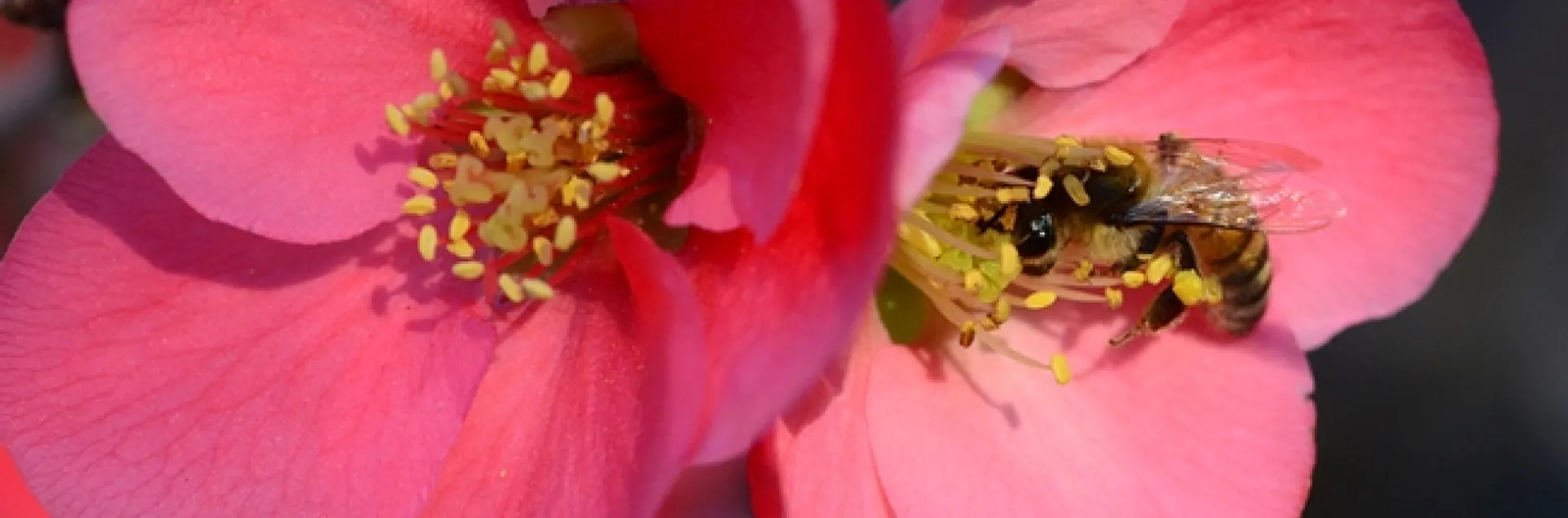 Honey bee keeps a close eye on the photographer. (Photo by Kathy Keatley Garvey(