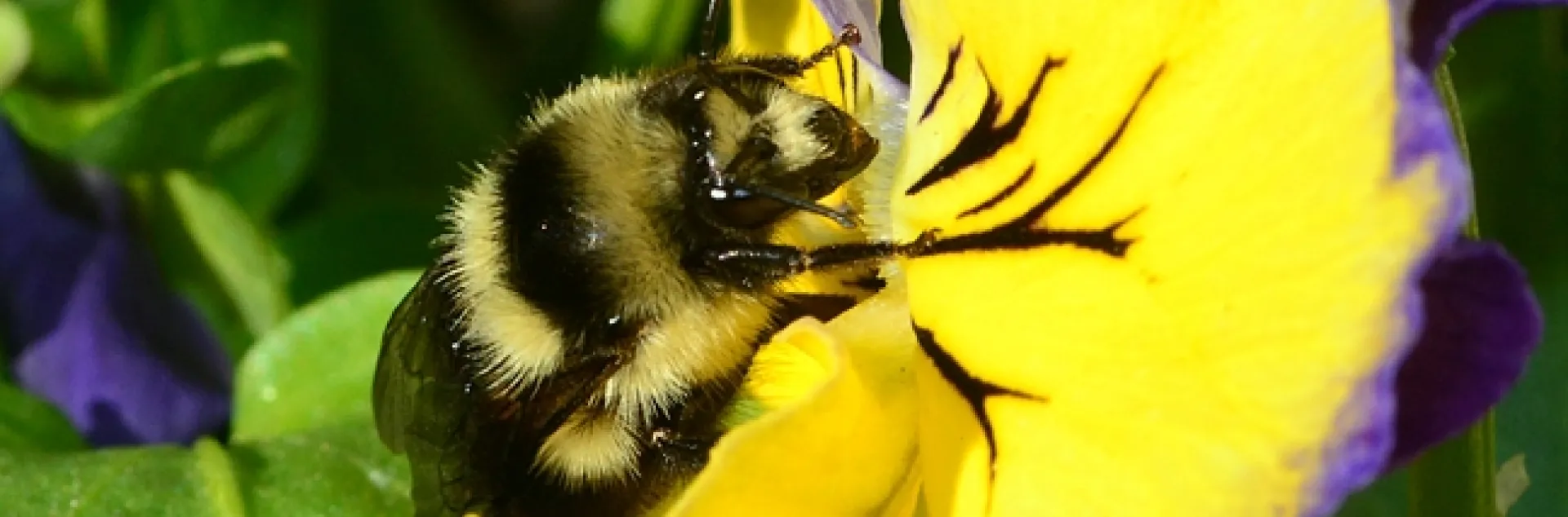 Newly released queen bumble bee foraging on pansies. (Photo by Kathy Keatley Garvey)