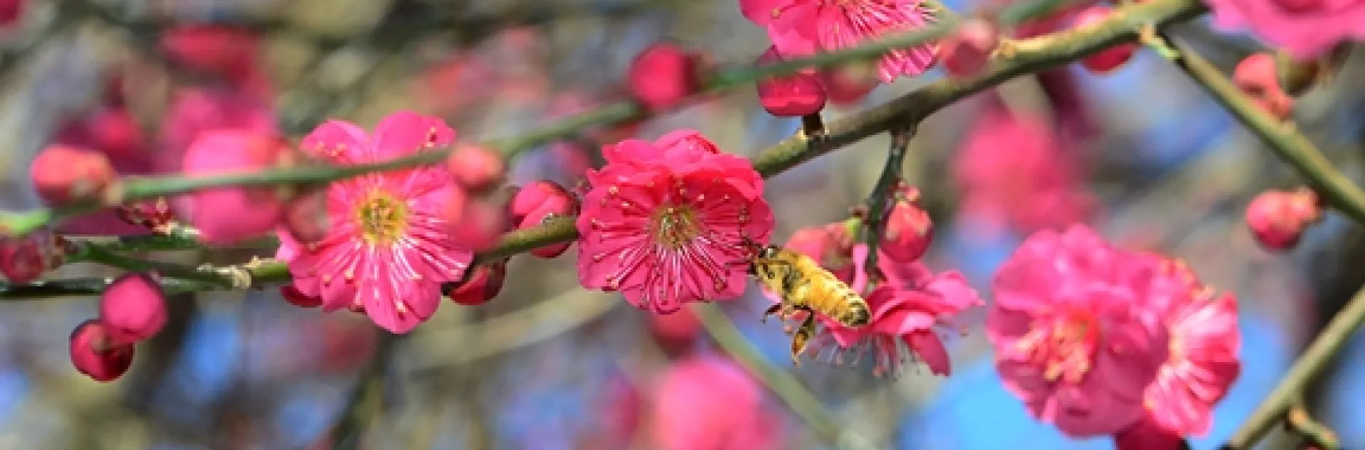An Italian bee forages in the red Japanese apricot, Prunus mume "Matsubara red." (Photo by Kathy Keatley Garvey)