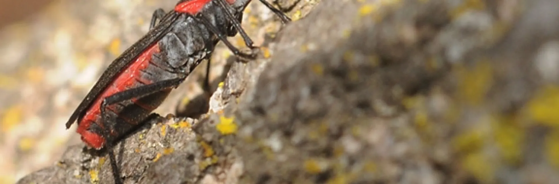 The soapberry bug is one of the insects that Scott Carroll studies. See his website at http://soapberrybug.org/. (Photo by Kathy Keatley Garvey)
