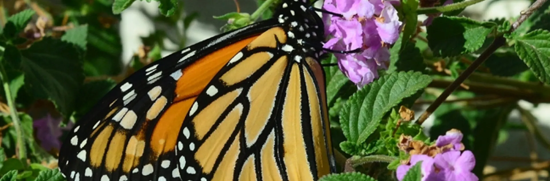Monarch butterfly nectaring on lantana on Oct. 27, 2013 in Vacaville, Calif. (Photo by Kathy Keatley Garvey)