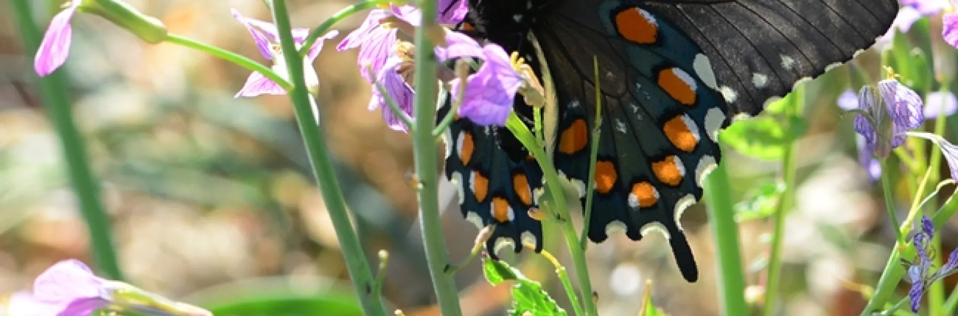 Pipevine Swallowtail, Battis philenor, nectaring on radish on Gates Canyon Road, Vacaville. (Photo by Kathy Keatley Garvey)