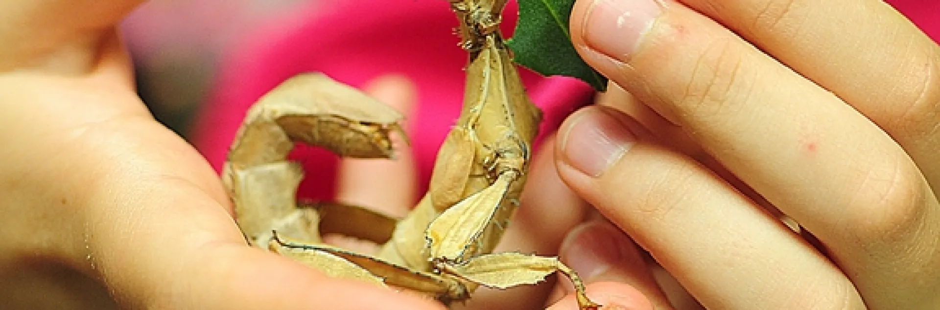A walking stick being fed a leaf at the Bohart Museum of Entomology. (Photo by Kathy Keatley Garvey)