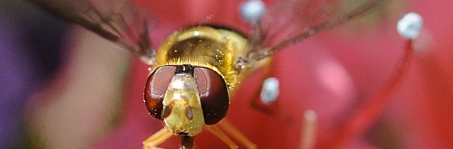A syrphid fly, aka flower fly or hover fly, sipping nectar from a tower of jewels. (Photo by Kathy Keatley Garvey)