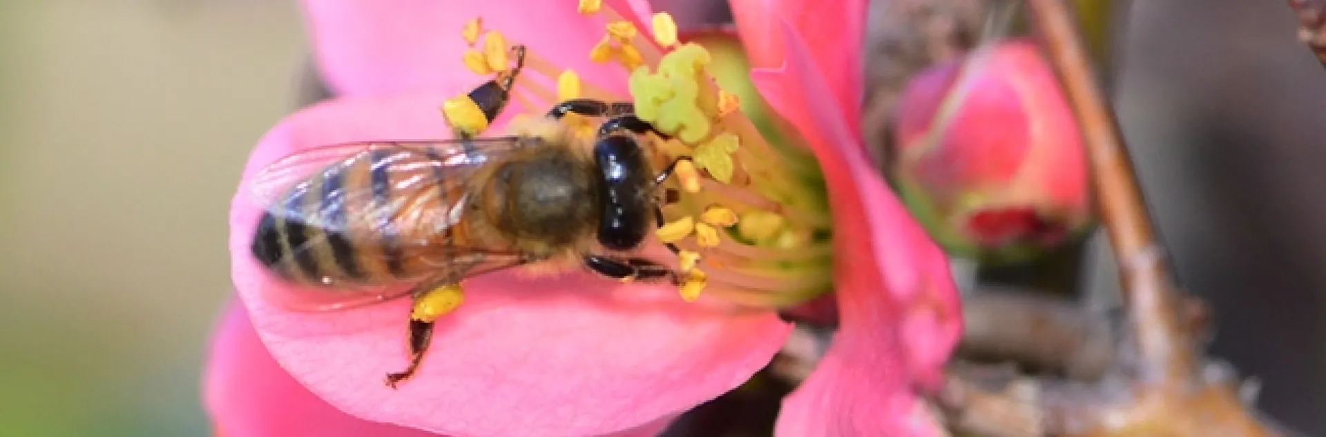 Honey bee foraging on flowering quince. (Photo by Kathy Keatley Garvey)