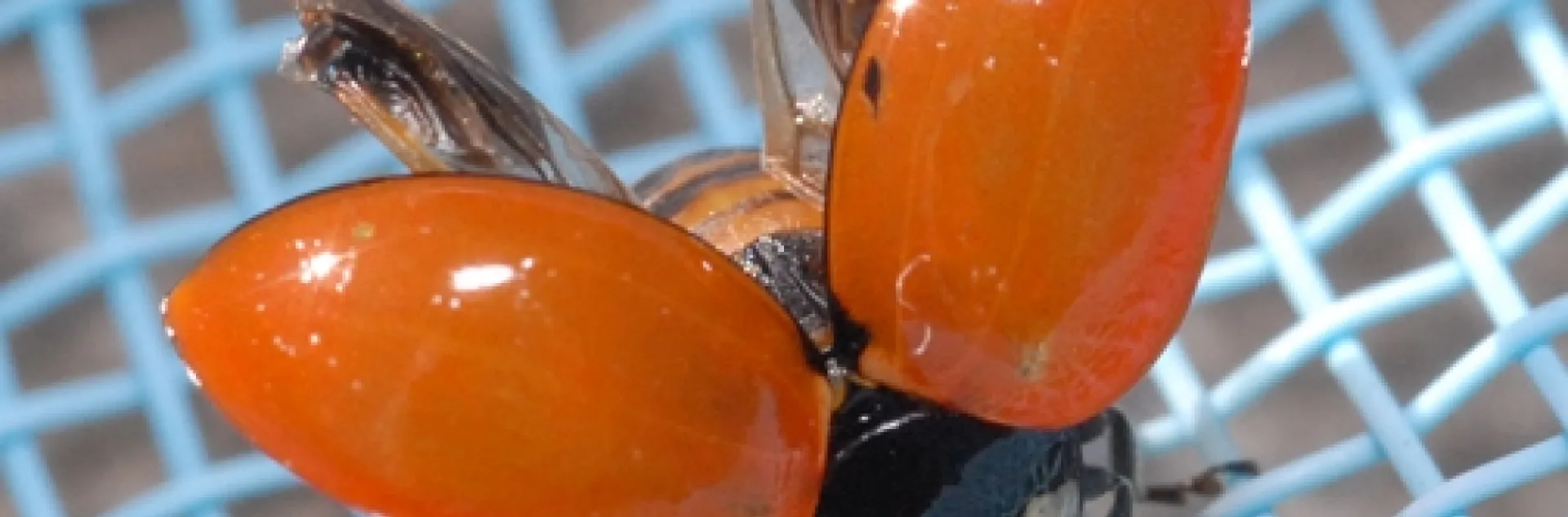 Ladybug drying its wings after falling into a swimming pool. (Photo by Kathy Keatley Garvey)
