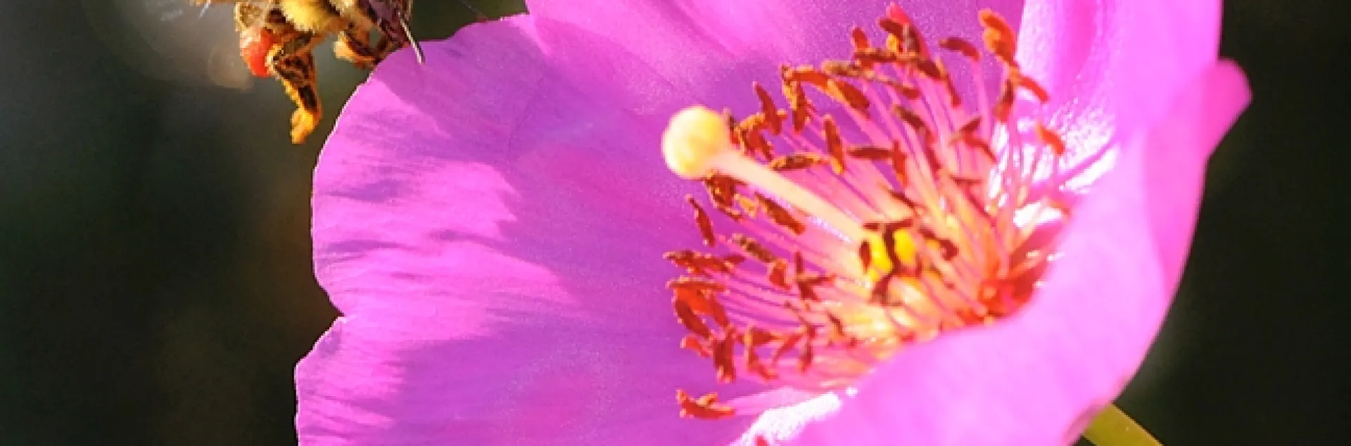 Honey bee heading toward rock purslane, Calandrinia grandiflora. (Photo by Kathy Keatley Garvey)