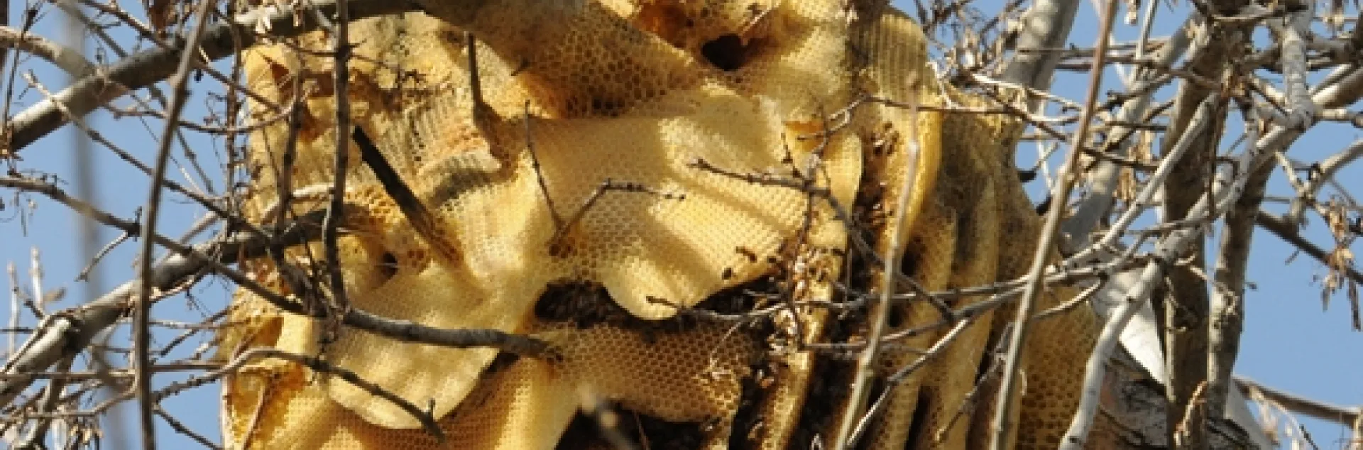 This is a feral honey bee colony in a backyard in Vacaville, Solano County. Containing European honey bees, it was a joy to the resident before it collapsed. (Photo by Kathy Keatley Garvey)