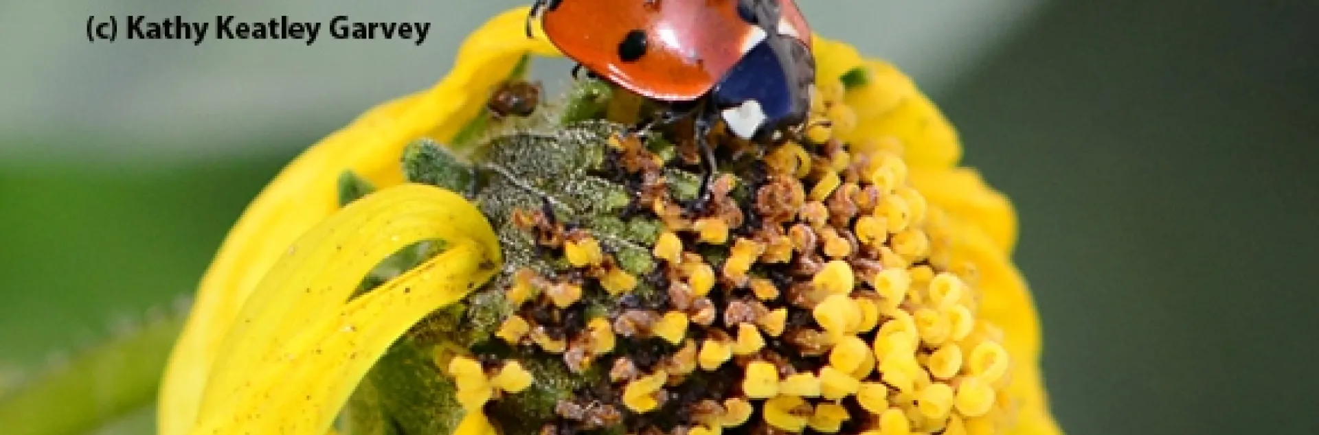 Ladybugs (lady beetles) "keeping busy" on brittlebush. (Photo by Kathy Keatley Garvey)