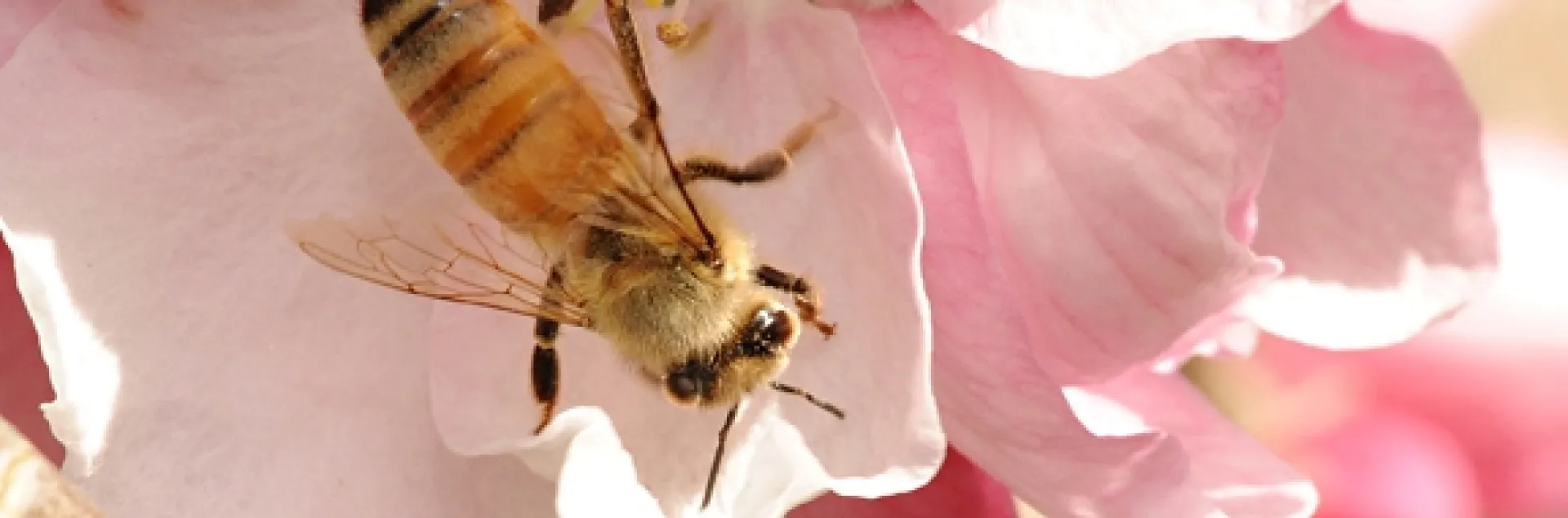 A young honey bee foraging on a cherry blossom. (Photo by Kathy Keatley Garvey)
