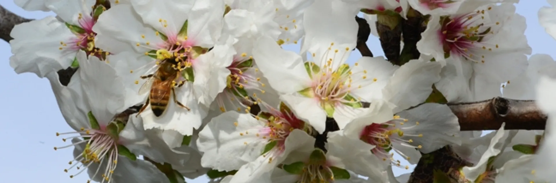 Springlike scene--a honey bee foraging in almond blossoms. (Photo by Kathy Keatley Garvey