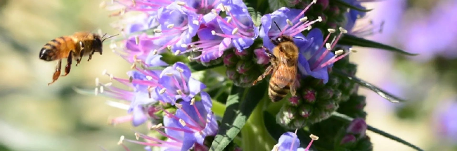 Honey bees foraging on the Pride of Madeira at Bodega Bay. (Photo by Kathy Keatley Garvey