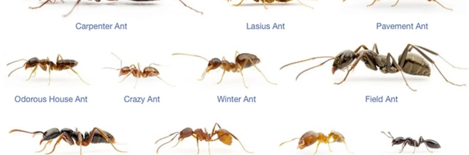 Ants by Alexander Wild.