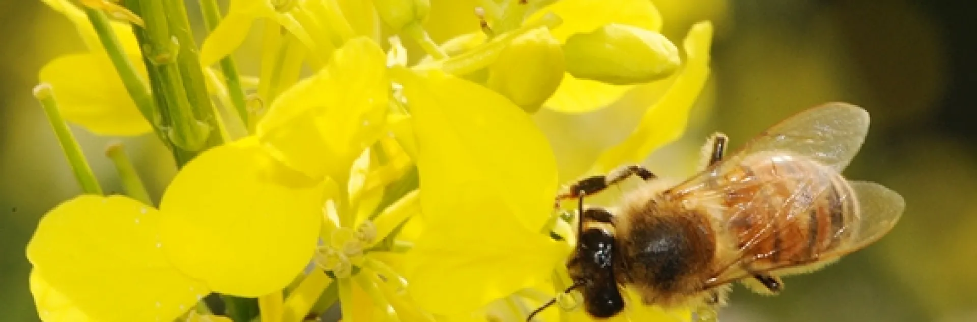 Honey bee foraging on mustard. (Photo by Kathy Keatley Garvey)