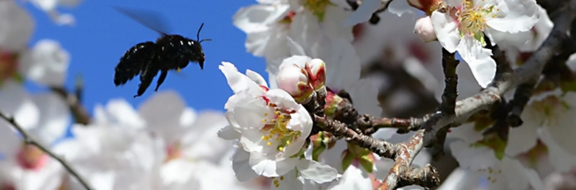 A female Valley carpenter bee buzzes in the almond blossoms. (Photo by Kathy Keatley Garvey)