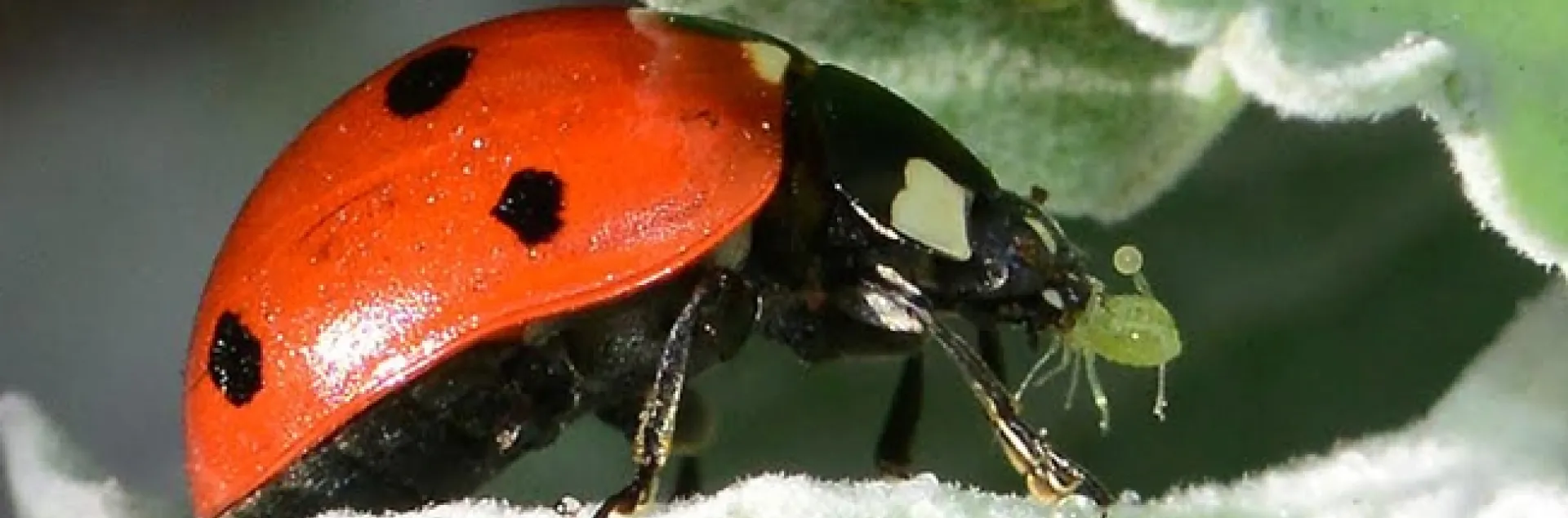 A ladybug grabbing an aphid. (Photo by Kathy Keatley Garvey)