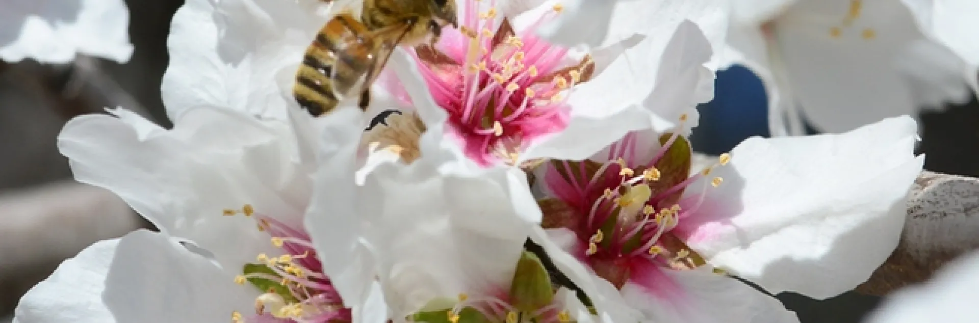 Honey bee foraging on an almond blossom. (Photo by Kathy Keatley Garvey)