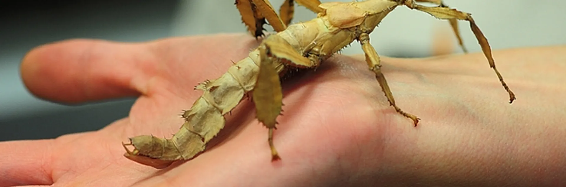 This is the insect that Matan Shelomi studies. (Photo by Kathy Keatley Garvey