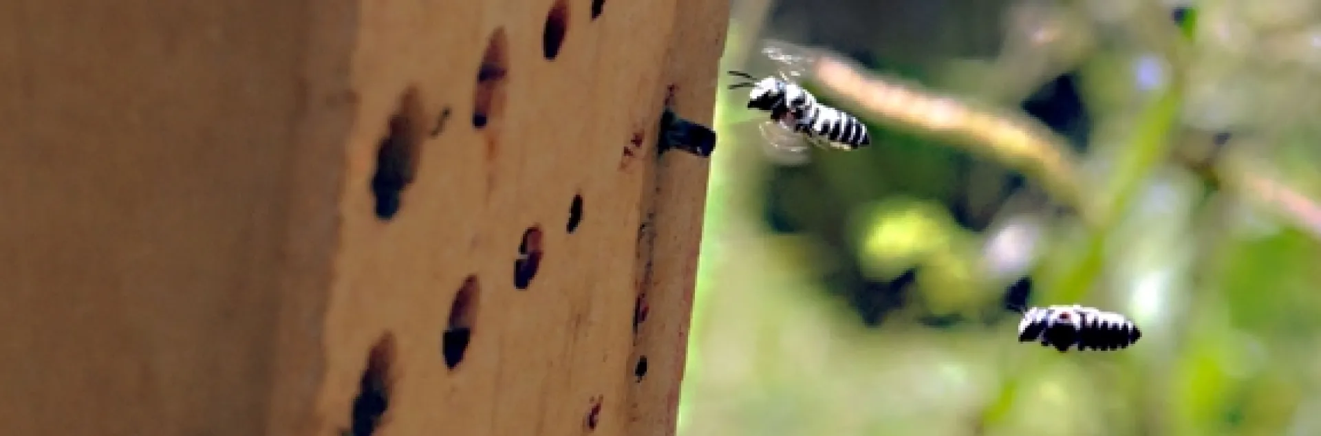 Leafcutting bees heading home to their condo. (Photo by Kathy Keatley Garvey)