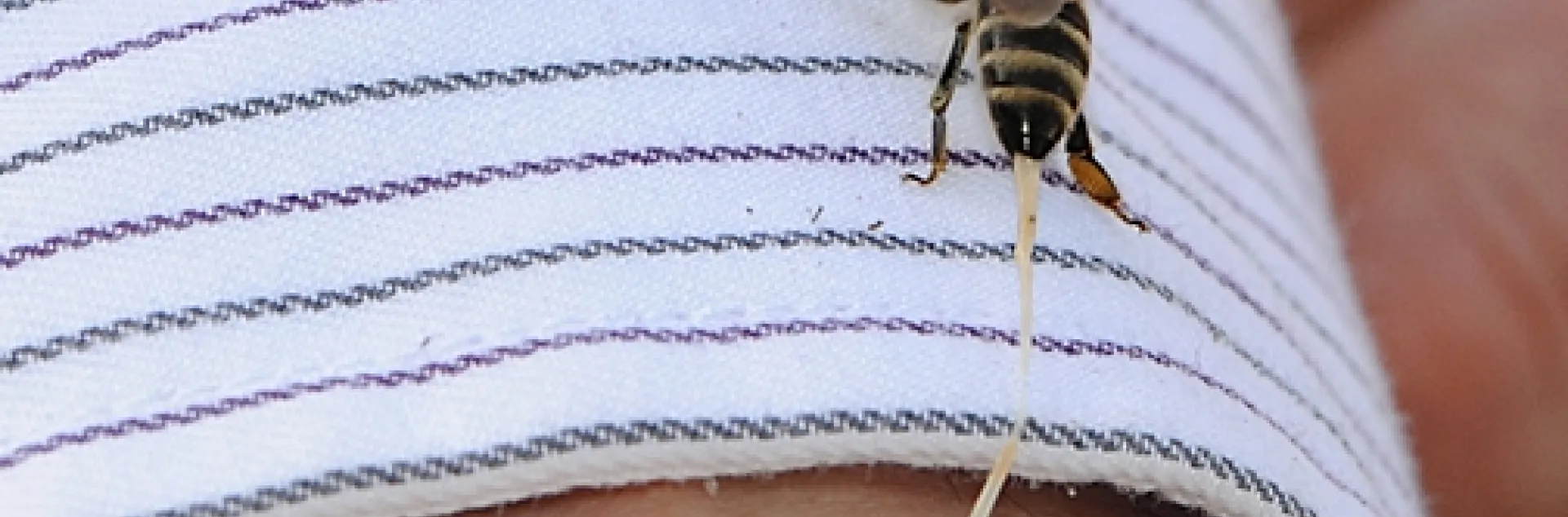 This honey bee, in the process of defending her hive, is stinging Extension apiculturist Eric Mussen of UC Davis. That's her abdominal tissue being pulled out. (Photo by Kathy Keatley Garvey)