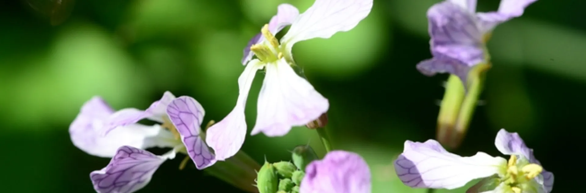 A honey bee heading for wild radish. (Photo by Kathy Keatley Garvey)