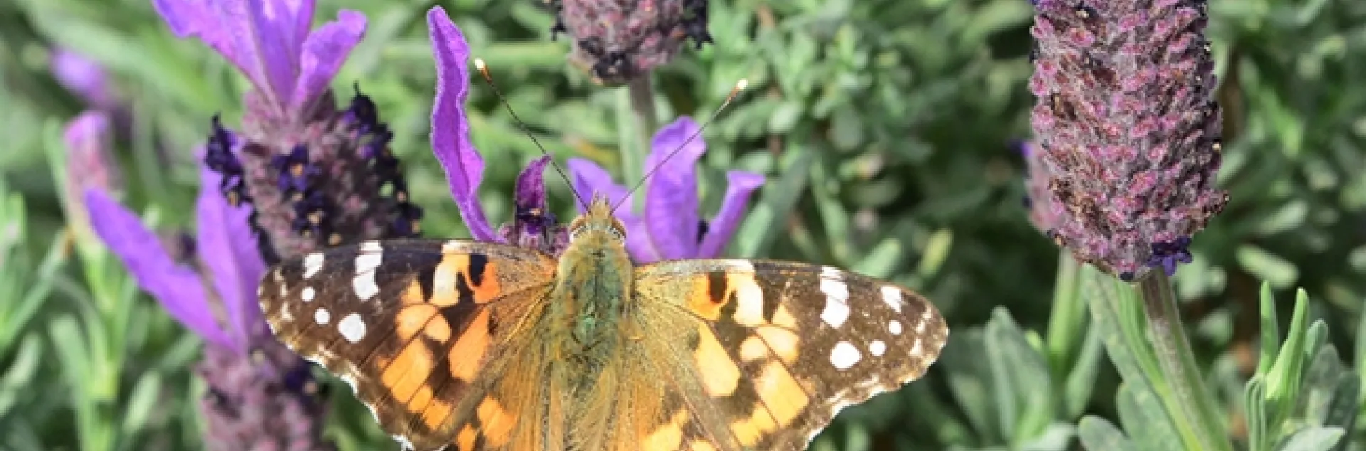 A female butterfly, a painted lady, nectaring on Spanish lavender on March 8 in the Benicia Community Garden. (Photo by Kathy Keatley Garvey)
