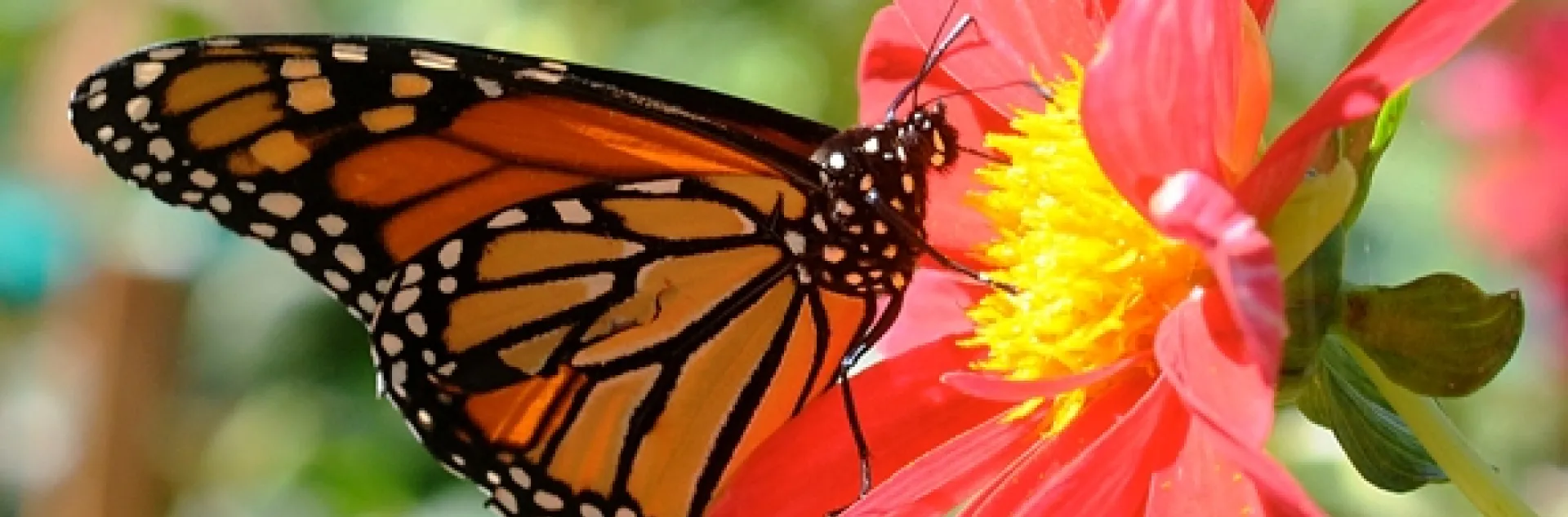A monarch butterfly nectaring on a zinnia. (Photo by Kathy Keatley Garvey)