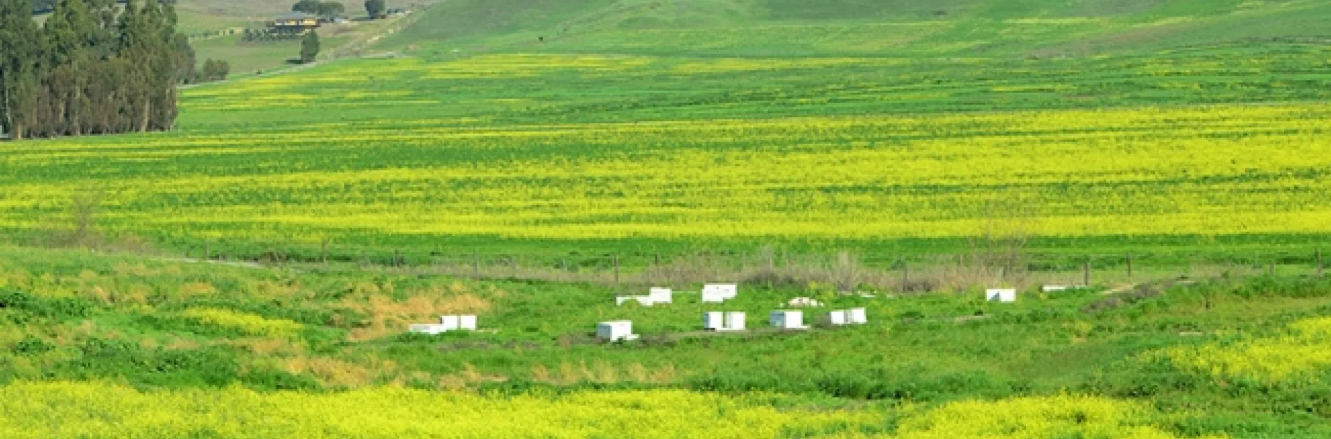 Bee hives nestled in a field of green and yellow (mustard) along Highway 12, Napa. (Photo by Kathy Keatley Garvey)
