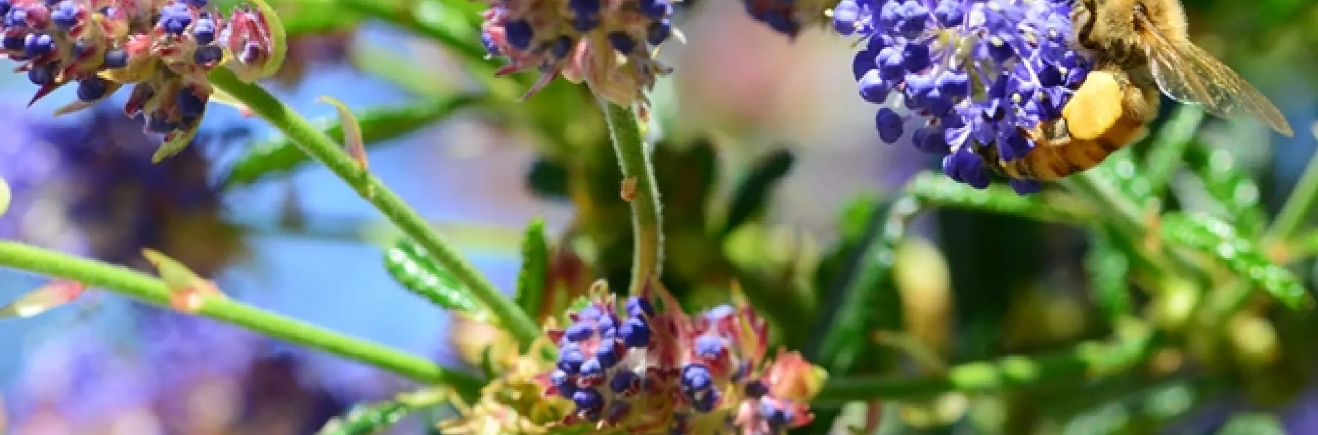 A honey bee foraging on ceanothus in the UC Davis Arboretum Teaching Nursery. (Photo by Kathy Keatley Garvey)