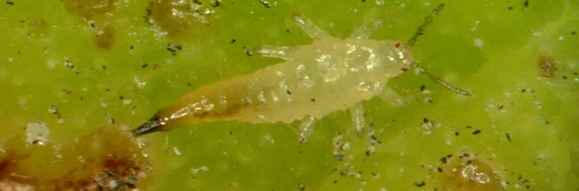 Weeping fig thrips-larva-Gevork Arakelian