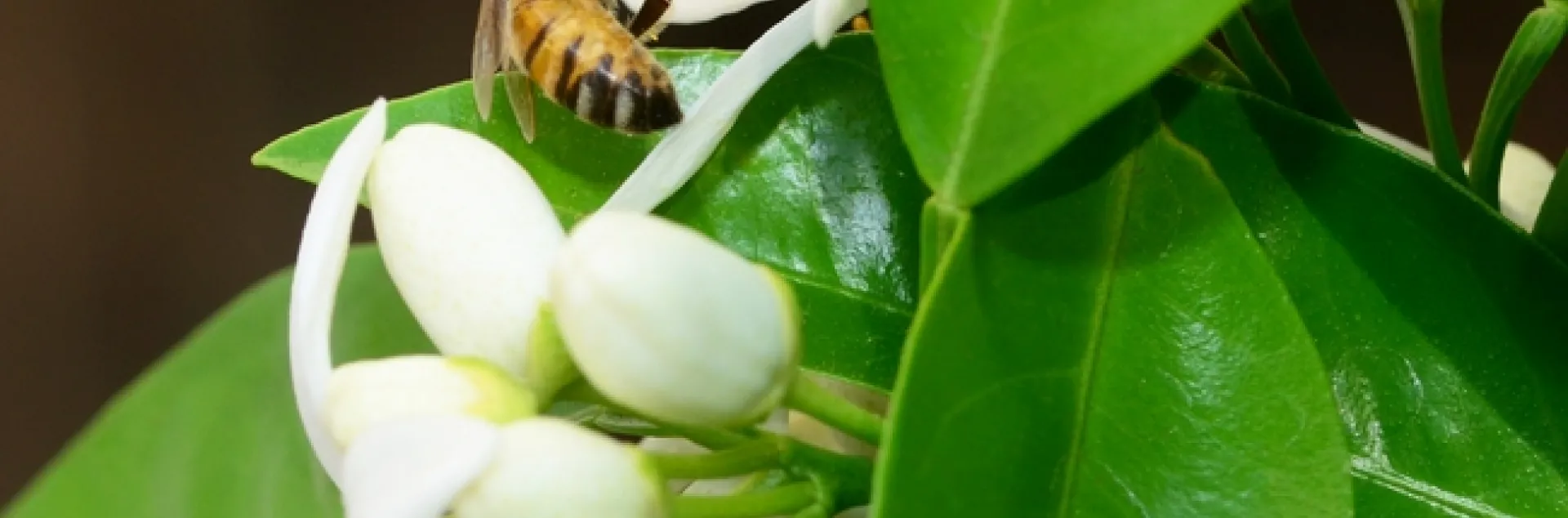 A honey bee pollinating an orange blossom. (Photo by Kathy Keatley Garvey)