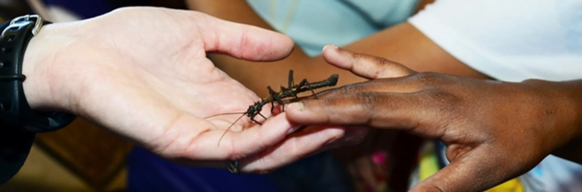 From one hand to another: a walking stick finds a place to walk. (Photo by Kathy Keatley Garvey)