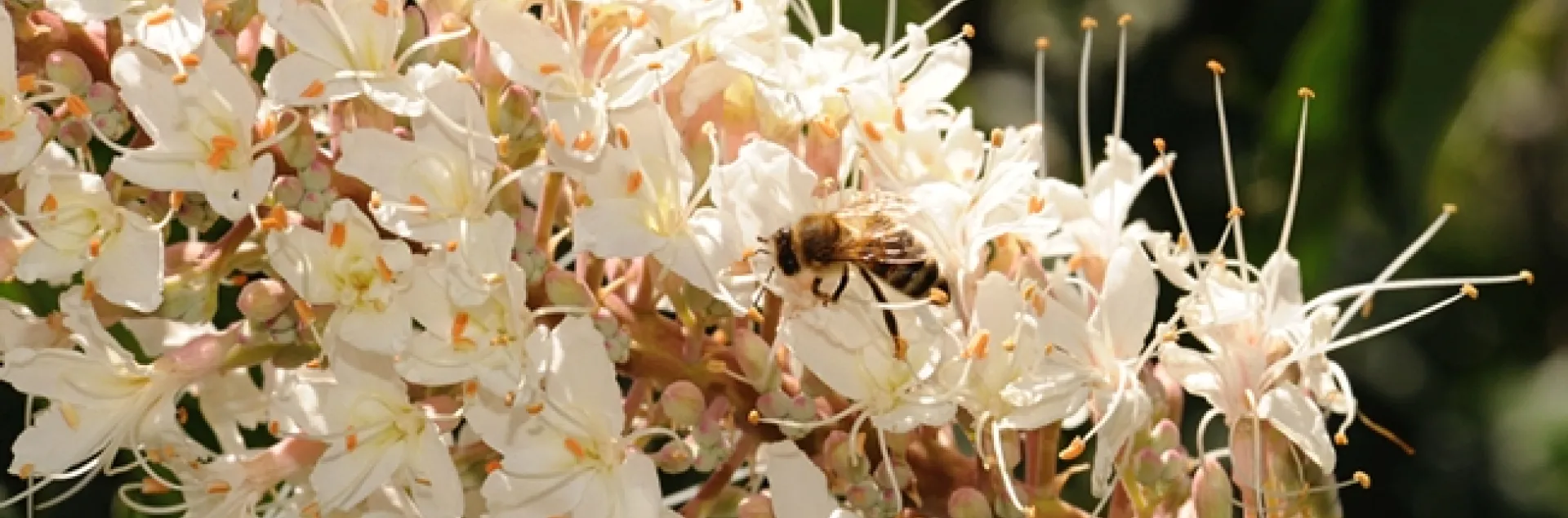 Honey bee foraging last May on a California buckeye, which is poisonous to honey bees. (Photo by Kathy Keatley Garvey)
