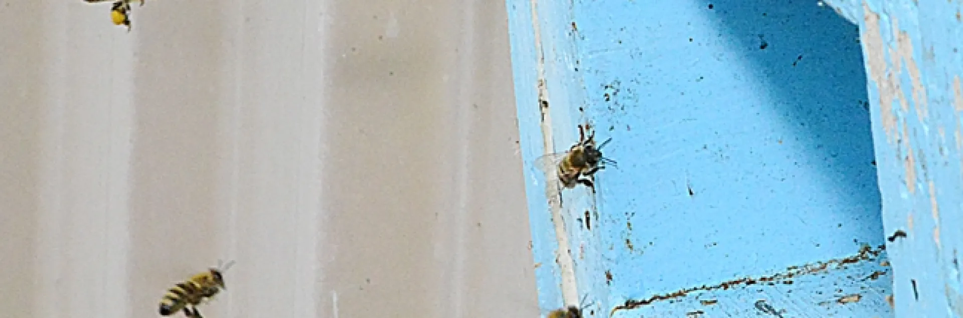 Honey bees making a "bee line" for their home. (Photo by Kathy Keatley Garvey)