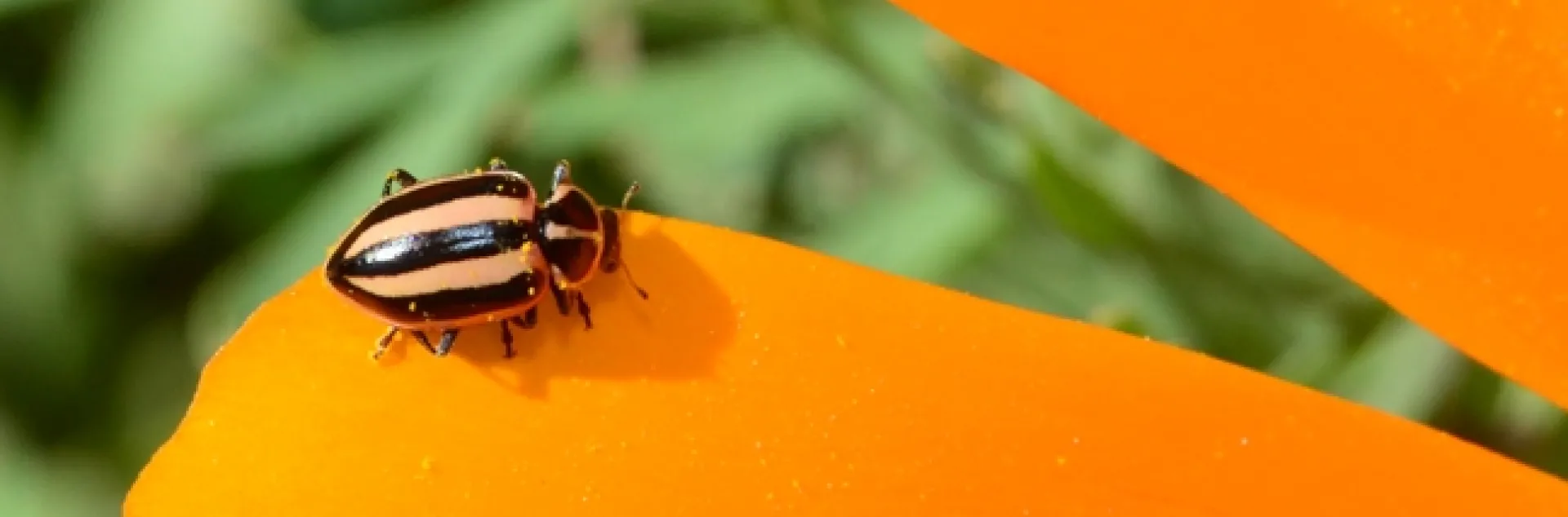 A striped ladybug, Paranaemia vittigera, on a poppy. (Photo by Kathy Keatley Garvey)