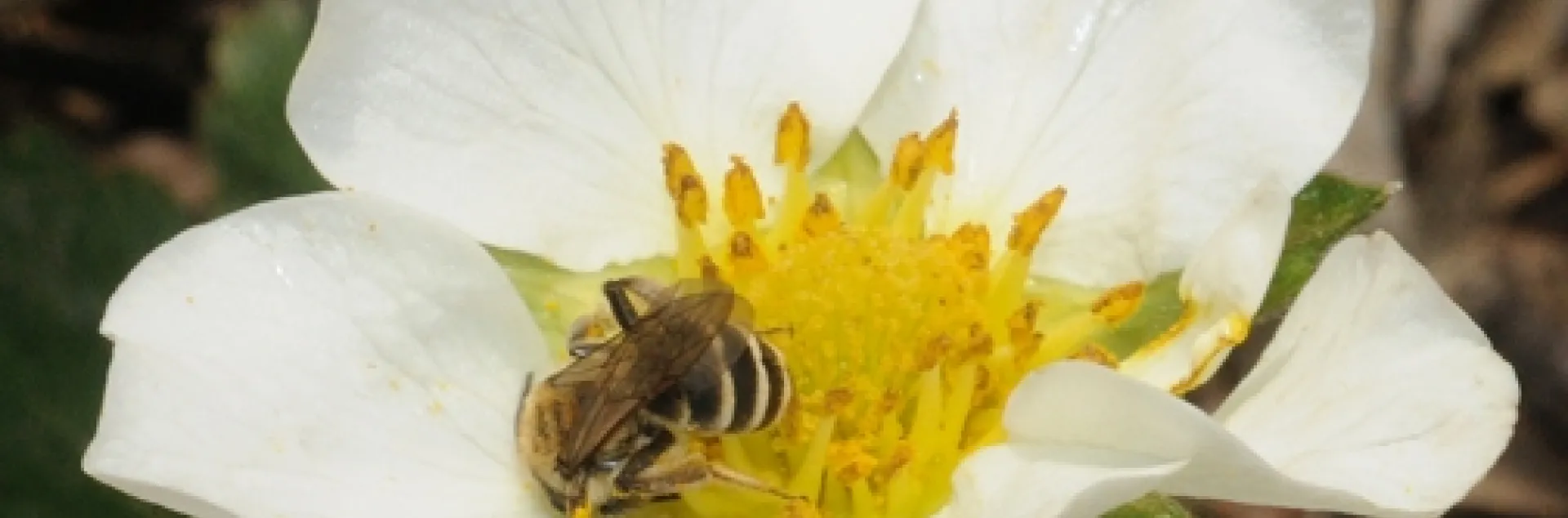 Female of the genus Andrena (Andrenidae) probably Andrena angustitarsata, as identified by Robbin Thorp. This is a native, solitary, ground nesting bee. (Photo by Kathy Keatley Garvey)