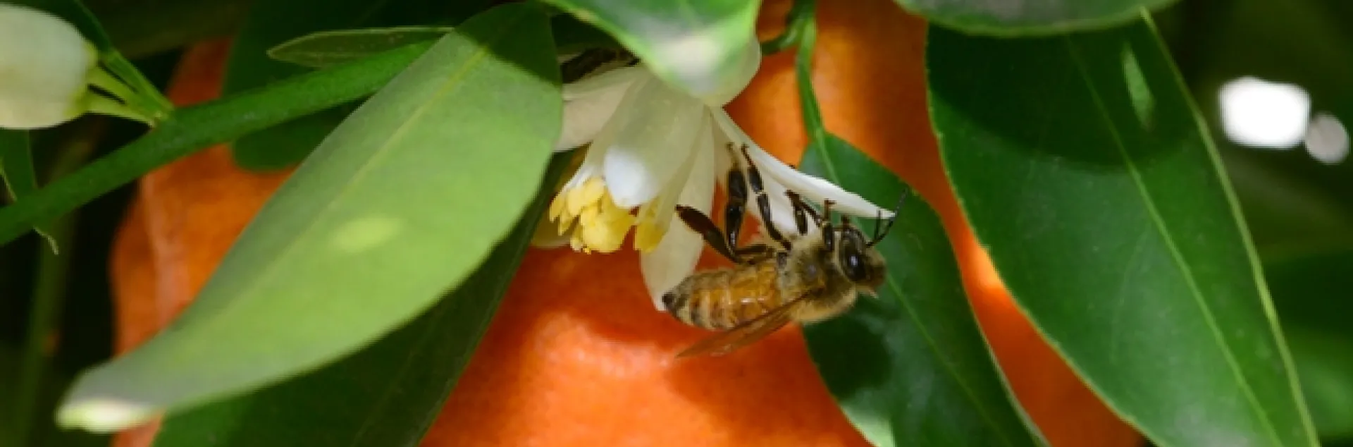 A honey bee pollinates a tangerine blossom next to fruit lingering on the tree. (Photo by Kathy Keatley Garvey)