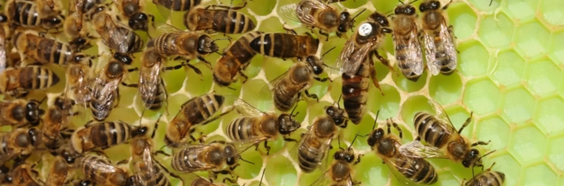 A queen bee and her colony at the Harry H. Laidlaw Jr. Honey Bee Research Facility, UC Davis. (Photo by Kathy Keatley Garvey)
