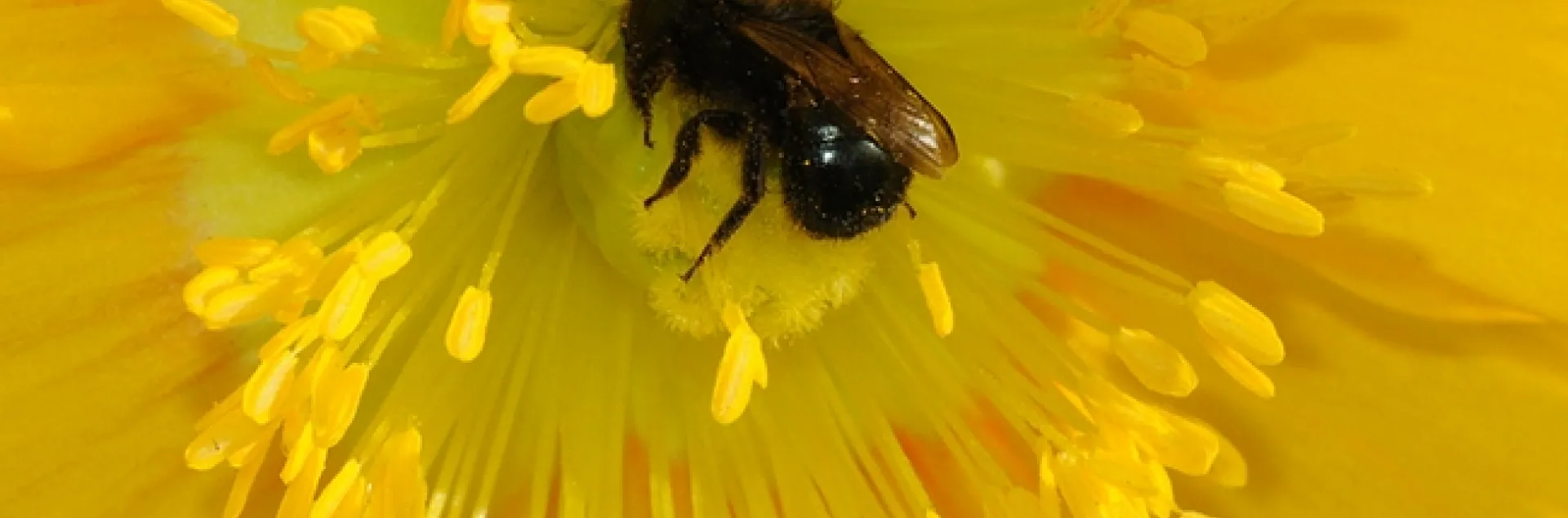 An Osmia (family Megachilidae) pollinating a flower. (Photo by Kathy Keatley Garvey)