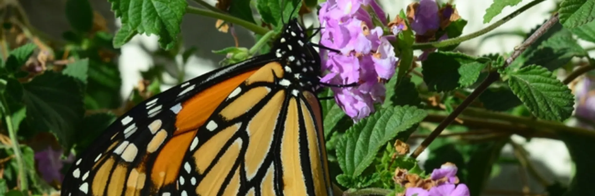 Monarch butterfly sightings are becoming more uncommon. (Photo by Kathy Keatley Garvey)