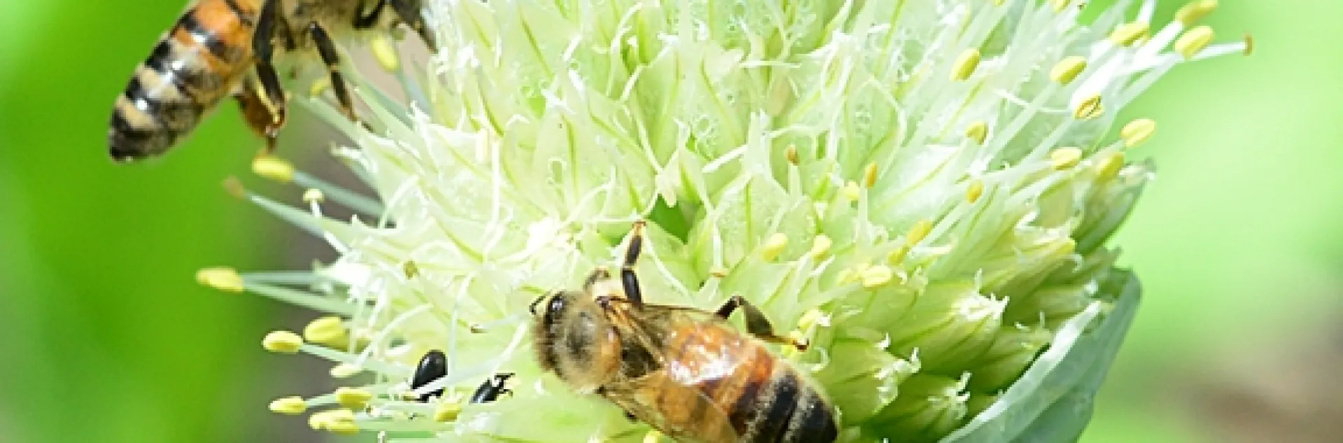Honey bees on an onion umbel. (Photo by Kathy Keatley Garvey)