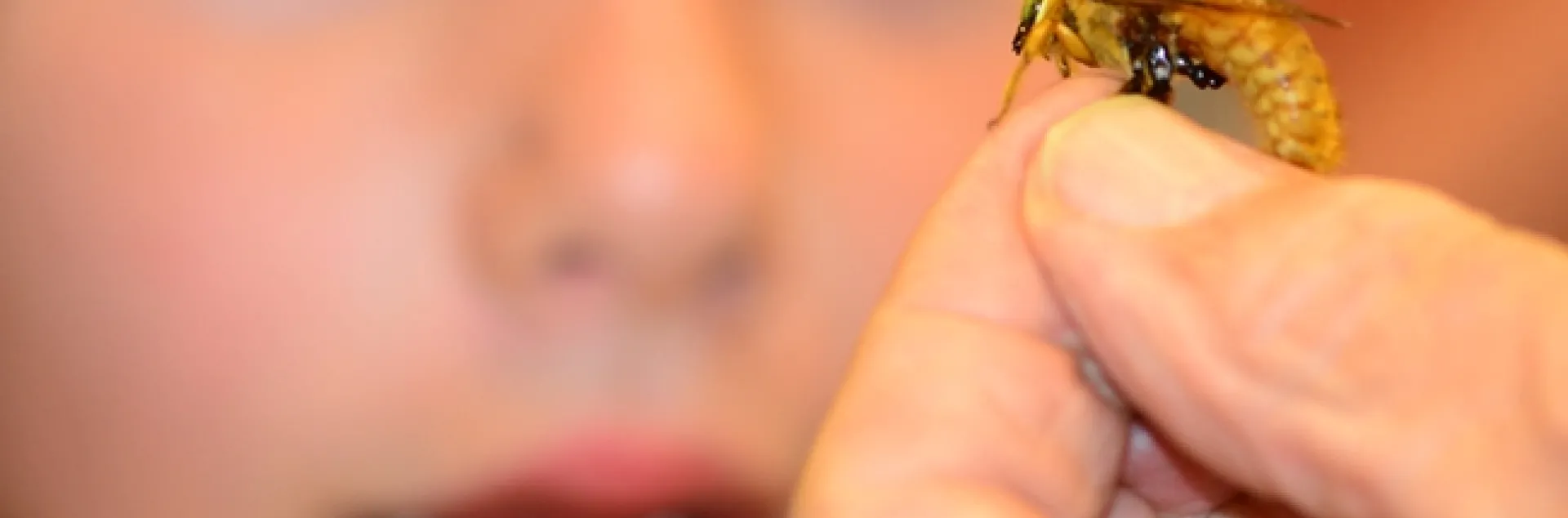 Male Valley carpenter bee draws attention at the Bohart Museum of Entomology's open house on UC Davis Picnic Day. (Photo by Kathy Keatley Garvey)