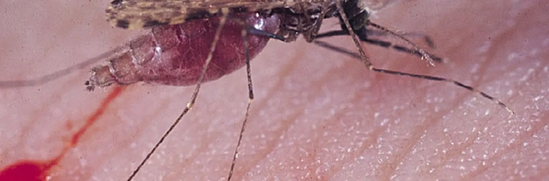 A malaria mosquito, Anopheles gambiae, feeding on human blood. (Photo by Anthony Cornel)