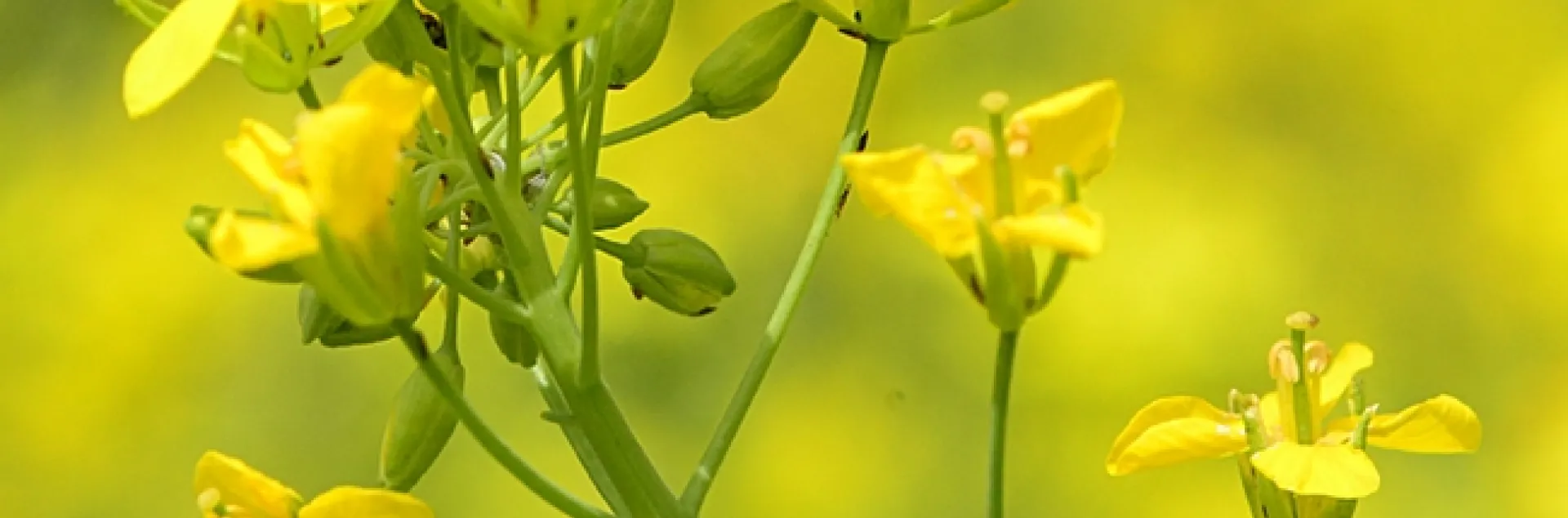 A honey bee foraging on rapini at the Harry H. Laidlaw Jr. Honey Bee Facility. (Photo by Kathy Keatley Garvey)